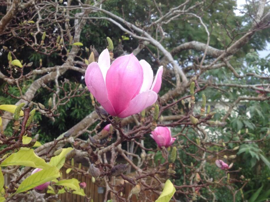 Magnolia Cottage Coffs Harbour Exteriör bild